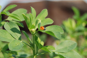 Photo n°12 de CIVAM Allouville à Allouville-Bellefosse (Association bénévole)