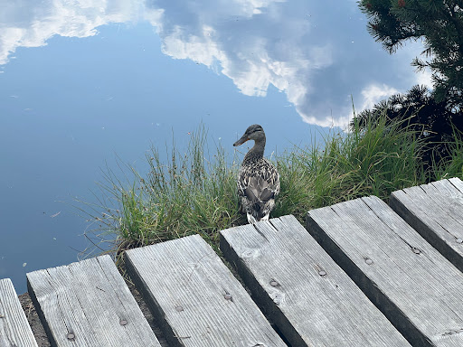 Latschensee - Thumbnail