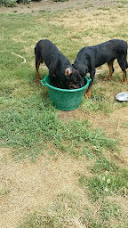 Photo n°14 de Des Pres Magres à Vendays-Montalivet (Centre de loisirs)