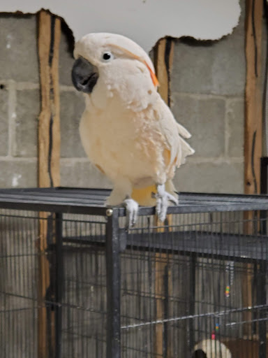Jayden's Jungle Exotic Pet Store Gallery - United States