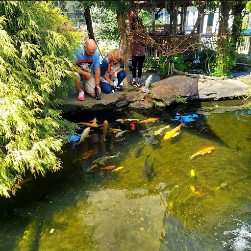 B & M Aquatic Gardens & Koi - Thumbnail