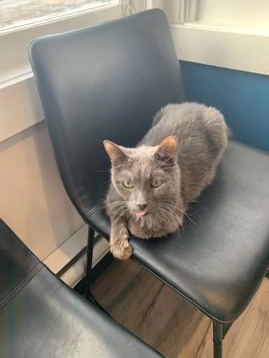 Balmy Beach Pet Hospital - Thumbnail