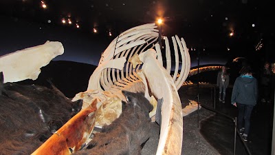 Photos of The H&uacute;sav&iacute;k Whale Museum