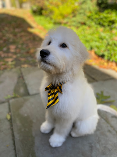 Biscuit - Visual