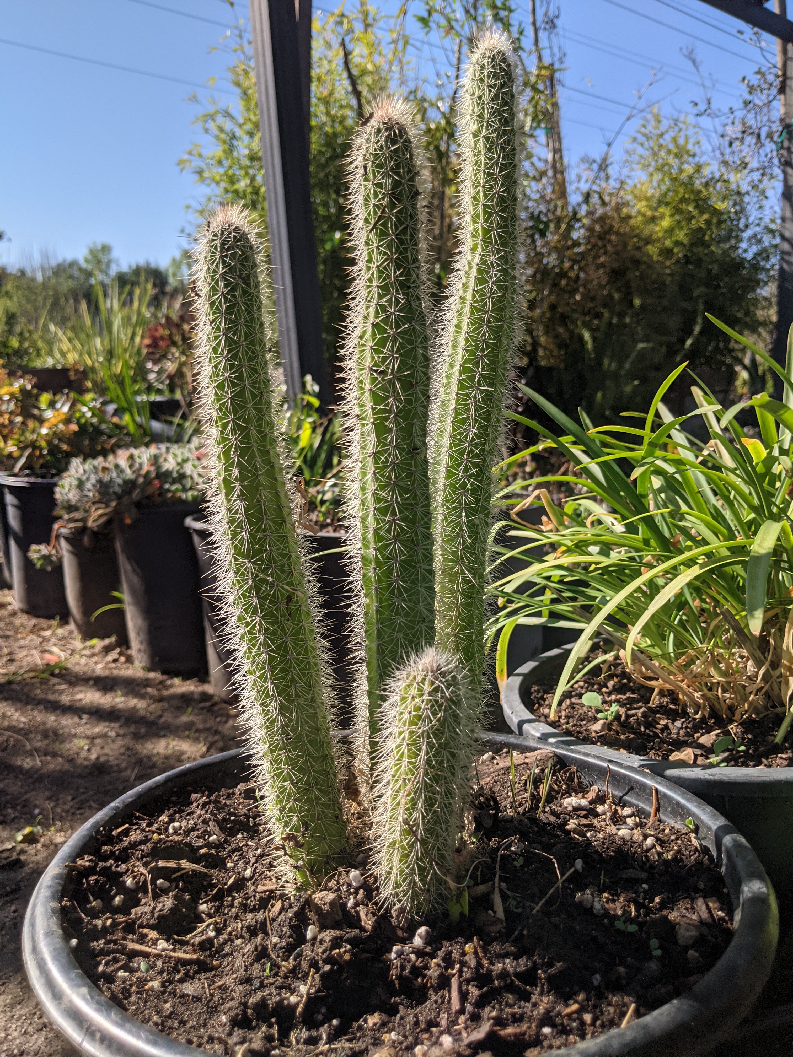 Coronas Nursery