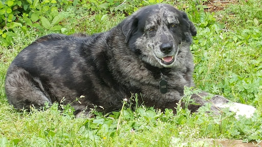 Newberry County Animal Control - Thumbnail