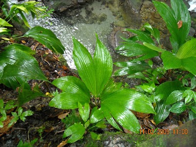 Photos of Central Forest Reserve