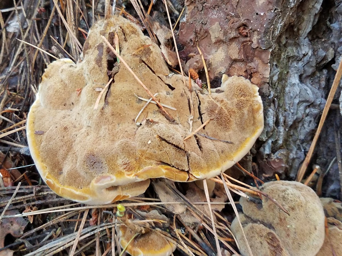 Velvet-top fungus