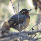 Varied Thrush