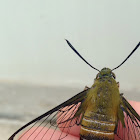 Bee hawk moth