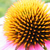 Purple coneflower