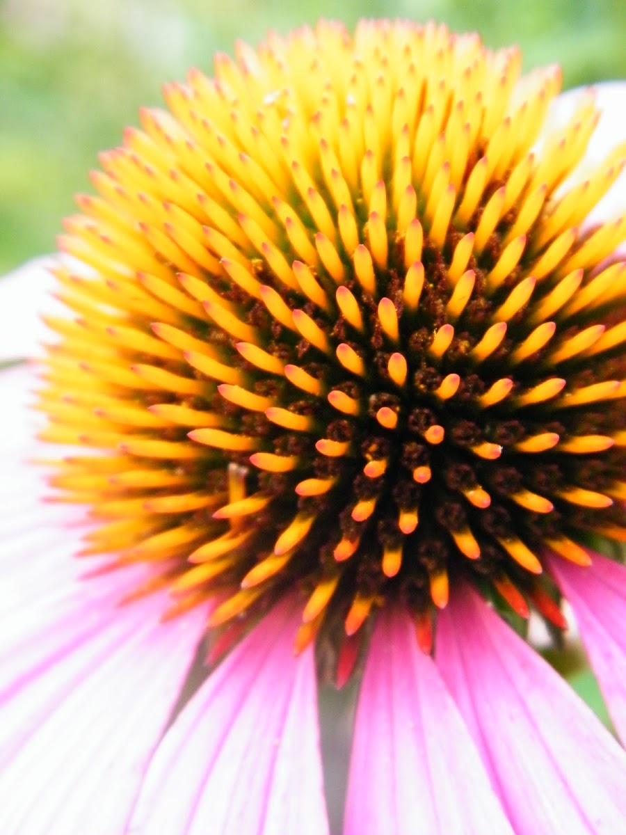 Purple coneflower