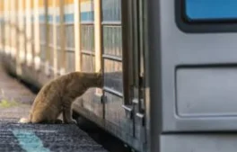 僕と猫とのカウントダウン