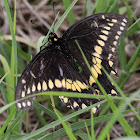 Black Swallowtail (male)