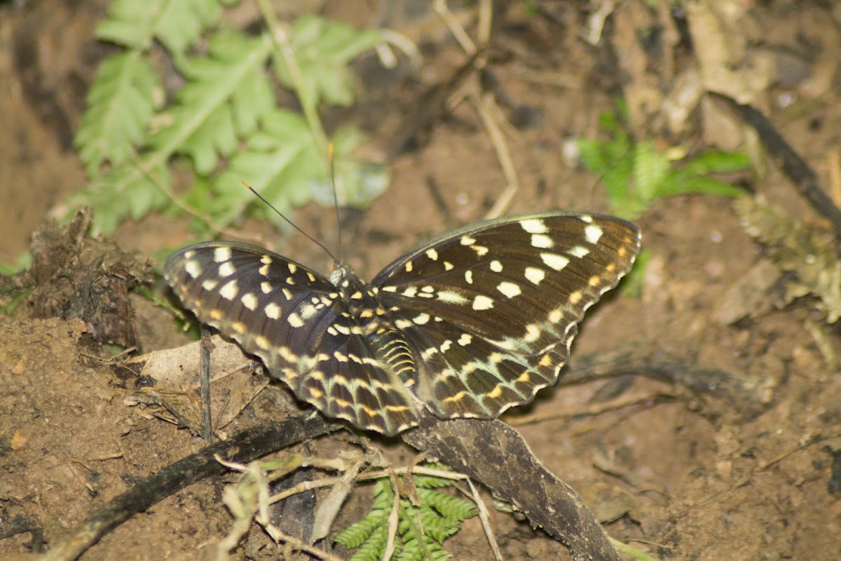 Common Archduke ( Female )