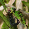 Eastern Pondhawk Dragonfly (female)