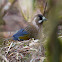 Black-faced Laughing Thrush