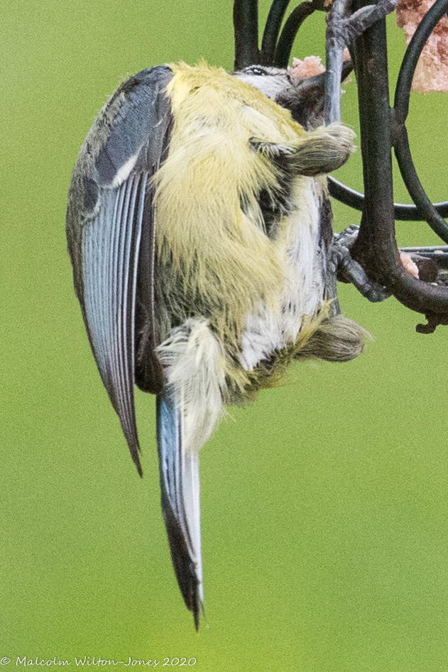 Blue Tit