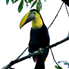 Chestnut-mandibled Toucan, Swainson’s Toucan