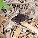 Cloudywing Butterfly