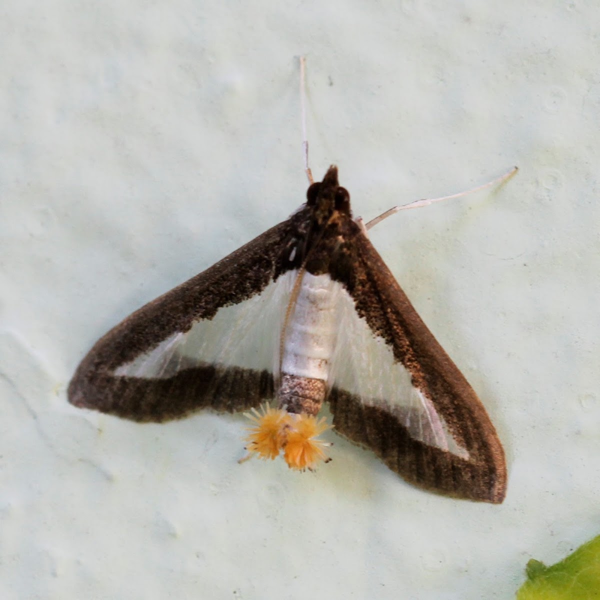 Cotton caterpillar