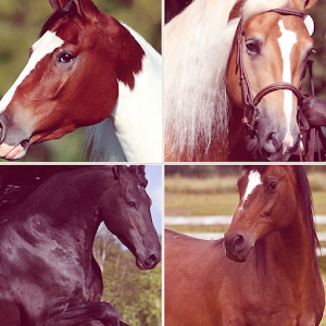 Cheval - Les races de chevaux 1.0