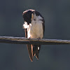 Blue-and-white Swallow