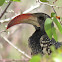 Monteiro's Hornbill