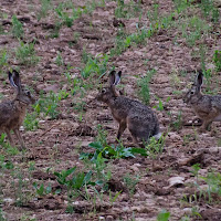 Tre cuccioli di lepre di Wilmanna