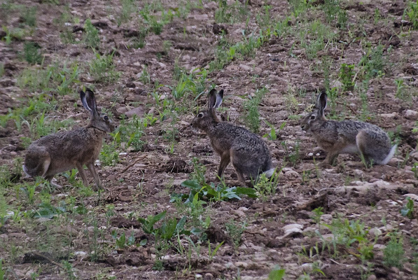 Tre cuccioli di lepre di Wilmanna