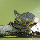 Red-eared Slider