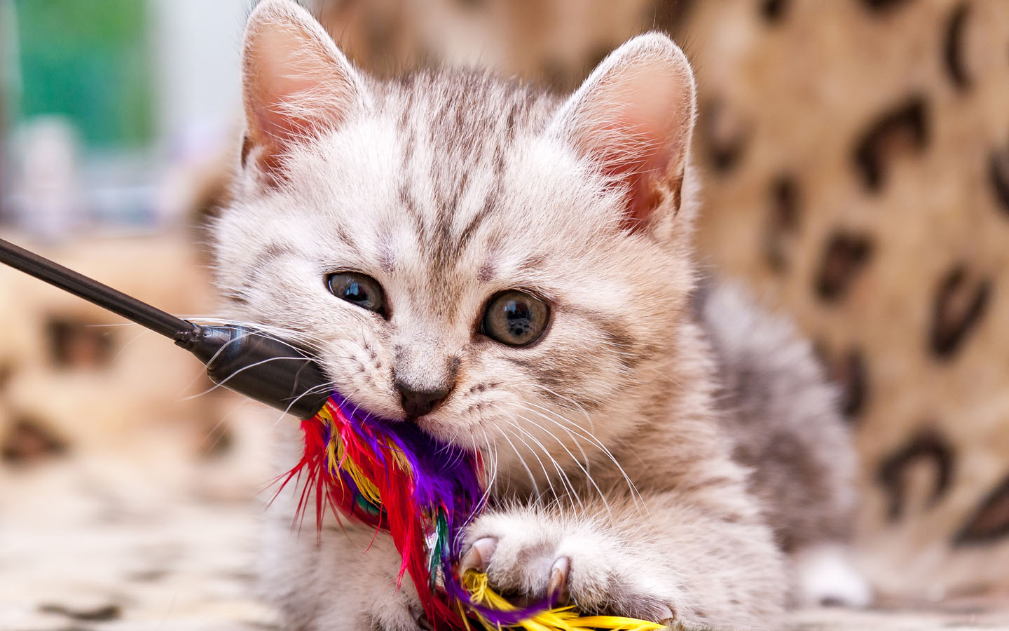 :things to consider before buying a pet: kitten chewing toy