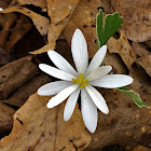 Bloodroot