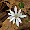 Bloodroot