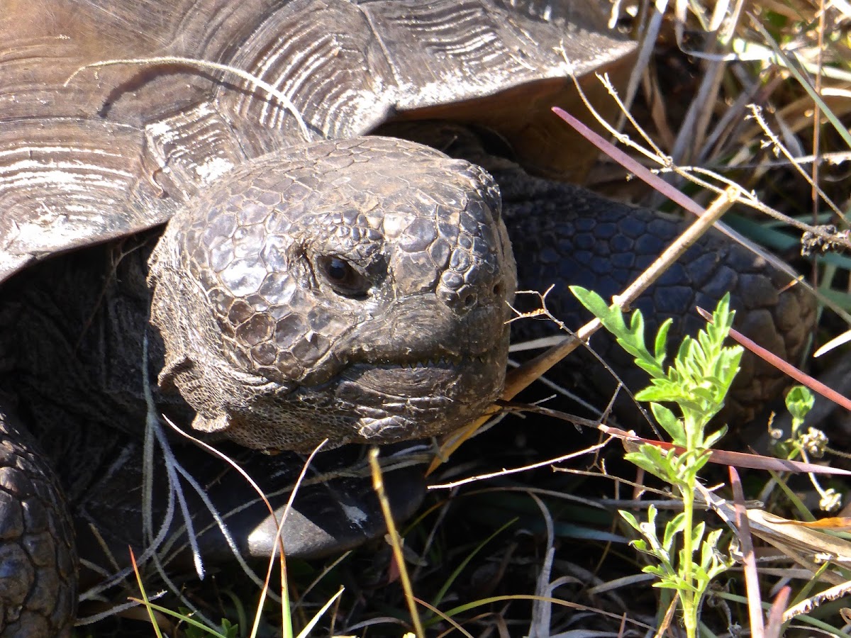 Gopher Tortoise