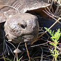 Gopher Tortoise