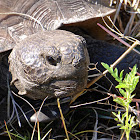 Gopher Tortoise