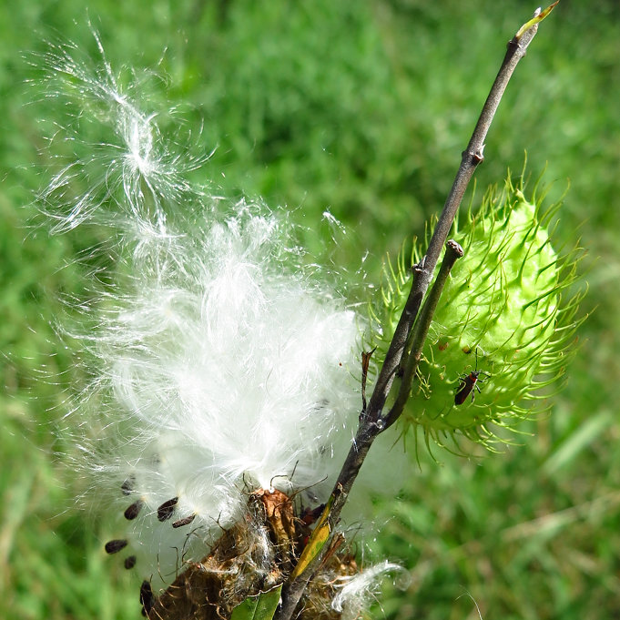 Milkweed (aka Swan Plant)