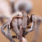 Oklahoma Brown Tarantula