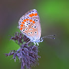 Brown Argus