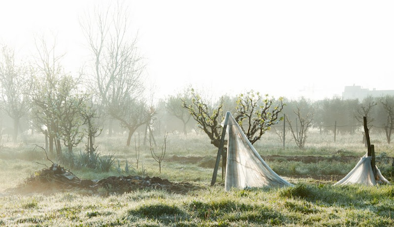 Scenario campestre di  cristina masoni