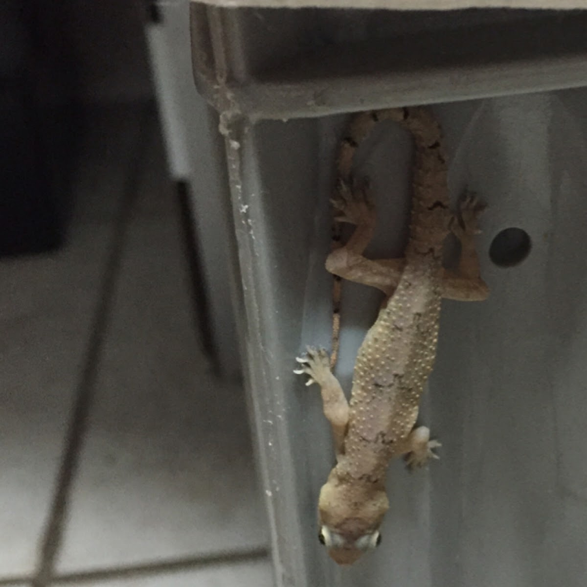 Tropical house gecko