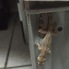 Tropical house gecko