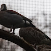 Ringed Teal