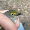 White-eyed vireo