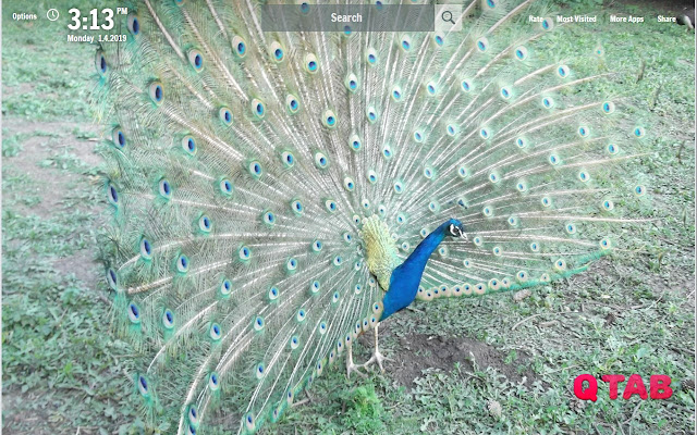 Peacocks New Tab Peacocks Wallpapers