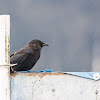 Northwestern Crow