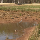 Great White Heron