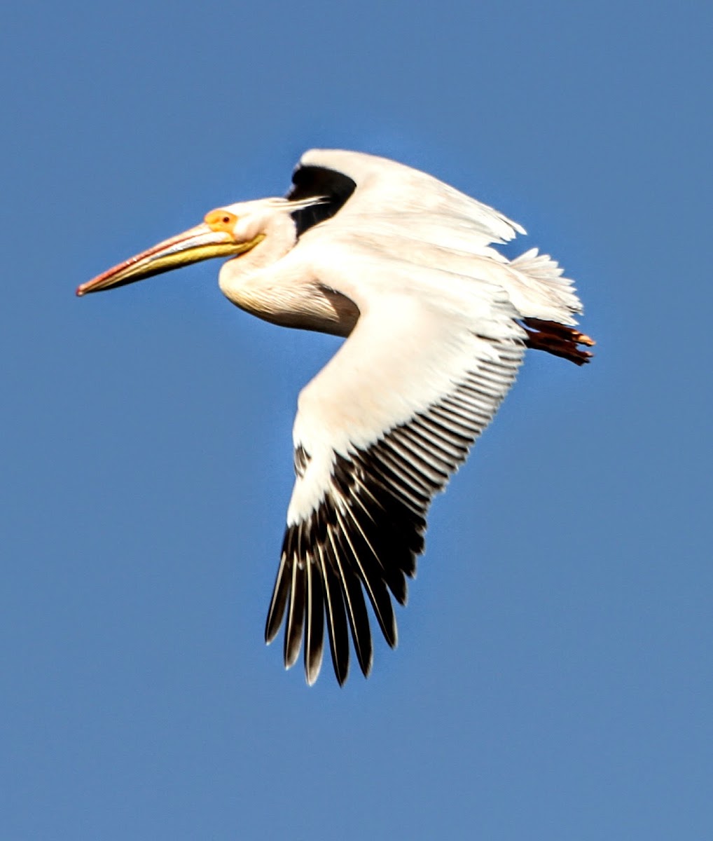 Great White Pelican