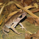 Palawan Litter Frog